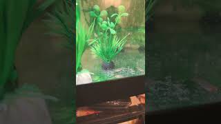 Emerald Dwarf Rasbora eating brine shrimp fishtank fishroom fishroomtour rasbora [upl. by Lyrahs]