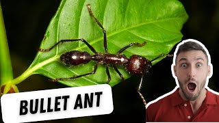 Bullet Ant Facts Habitat and Survival Tips [upl. by Pippas]