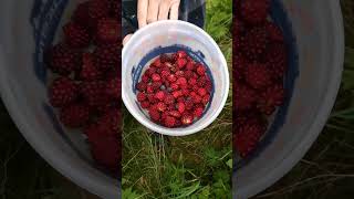 Salmonberries are ripe [upl. by Spieler847]