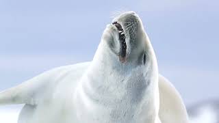 Crabeater Seals [upl. by Nitsua]