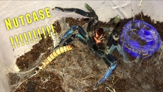 Tarantula Feeding Video 25  Crazy [upl. by Ititrefen728]