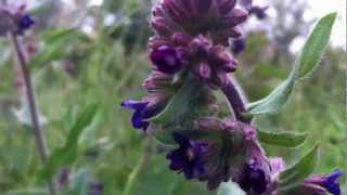 Common Bugloss Anchusa Officinalis  Alkanet  20120612 [upl. by Griffy]