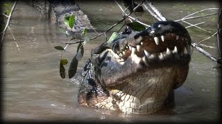 Alligator eats Raccoon 02  Time Lapse [upl. by Lledrev218]