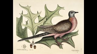 Extinct The Passenger Pigeon [upl. by Sokem]