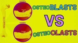 Osteoblasts vs Osteoclasts  HOW DO THEY BOTH FUNCTION Bone Remodeling [upl. by Enicnarf]