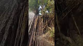 Sanam waterfall jharkhand shorts viralshort trendingshorts vrtravel609 waterfall naturelovers [upl. by Eiramik]