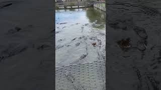 Feeding Alligators at Gatorland [upl. by Lathrop865]