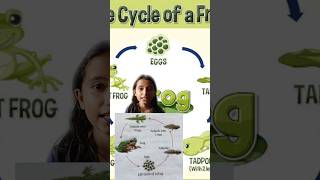 Life cycle of frog  what is tadpole tadpole frog insects lifecycle [upl. by Cadel]