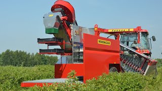 Haskap picking with berry harvester JOANNA5  TYM T555 [upl. by Raasch]