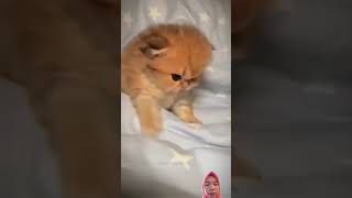 cat funny cute kitten [upl. by Guyon951]