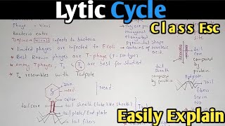 Lytic Cycle Of Bacteriophage Fully Explained In Urdu  Class 11 Biology [upl. by Scoville]