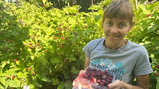 Thornless Loganberry harvest in early summer with Karen Sutherland [upl. by Lauber]