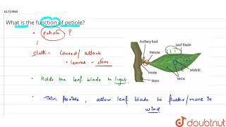 What is the function of petiole [upl. by Buchalter]