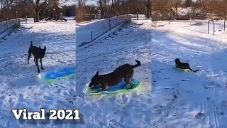 VIRAL DEL MOMENTO PERRO JUEGA EN LA NIEVE CON SU TRINEO [upl. by Ainiger781]