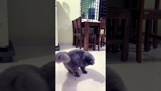 BAMSI swingsss🤣😇🐈‍⬛shortsvideo [upl. by Acilejna]