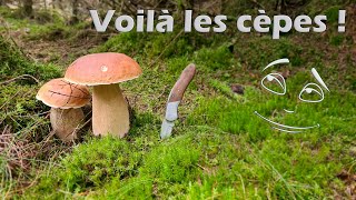 Cette récolte de cèpes vatelle sauver la saison [upl. by Ahsiaa192]