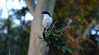 Burchells Coucal Call [upl. by Let]