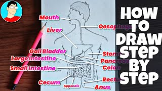 Human Digestive System Drawing  how to Draw Human Digestive System step by step Diagram [upl. by Benil]