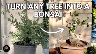 How to Turn ANY Tree into a Bonsai [upl. by Obbard297]