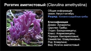 Рогатик аметистовый Clavulina amethystina [upl. by Uaerraj]