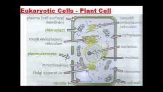 Cell Structure  A Level AS Biology Revision [upl. by Carilyn]