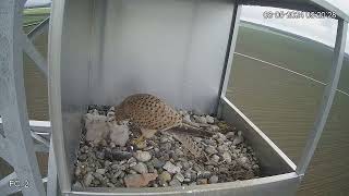 Common Kestrel chicks in our nest box  feeding [upl. by Ramoj544]