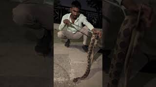 Big size Russell Viper highly venomous Snake [upl. by Dnaltiac]