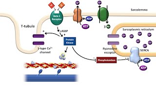 Cardiac ExcitationContraction Coupling [upl. by Euton585]