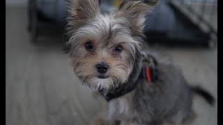 Morkie Puppy [upl. by Gray510]