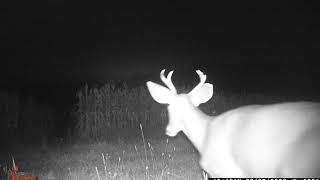 Trail cam pics from last year [upl. by Verlee]