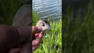 Veterans Lake Bass fishing oklahomafishing fishing bass [upl. by Nifares953]