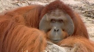 Will Hercules the Orangutan Learn to Climb  Orangutan Diary  BBC Earth [upl. by Aisorbma]