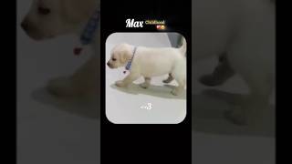 🥹puppyhood❤️‍🩹  shorts shortvideo ytshorts cute dogslife doglovers [upl. by Ansilme200]