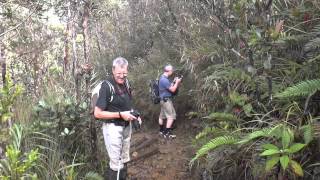 nepenthes rajah at the mountain garden at mesilau [upl. by Kendrick]