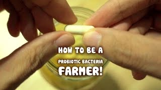 Growing your own Probiotic Bacteria fruit ferment [upl. by Ttnerb245]