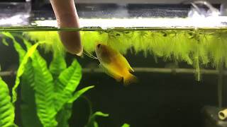 Honey Gourami bit me [upl. by Narrat]