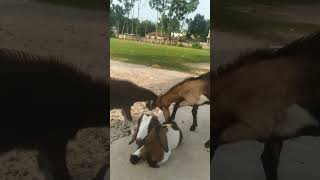 My goat is fire goat animals natural foryou viralvideo cuteanimals [upl. by Ydospahr531]