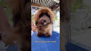 Properly Brushing Havanese Puppy [upl. by Edmunda]