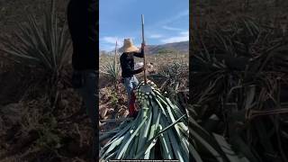 Agave tequila process 🙄 satisfying farming [upl. by Hairym]