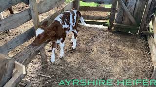 Ayrshire Heifer [upl. by Iaria]