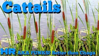 CATTAILS  Typha punks  Burn it as a bug repellent [upl. by Lletnahc]