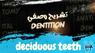 012 dentition  DECIDUOUS teeth Anterior AND Posterior [upl. by Notac115]