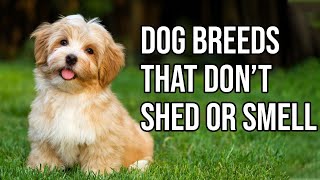 Top 10 Dog Breeds That Dont shed or smell  Small Dog Breeds That Dont Shed [upl. by Gebhardt]