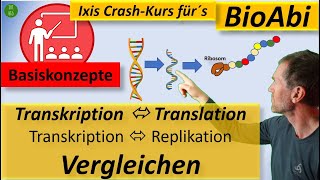 Vergleich Transkription und Translation  sowie  Replikation  unter Nutzung der Basiskonzepte [upl. by Atirehs655]