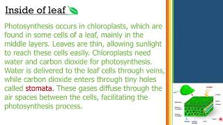 chloroplast and chlorophyll [upl. by Oscar]