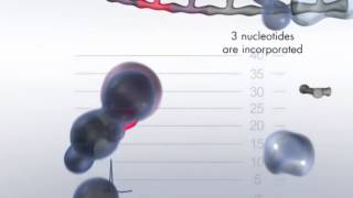 The Pyrosequencing Reaction Cascade System [upl. by Sardella]