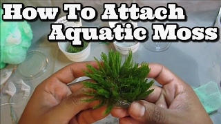 How to attach Moss To Driftwood Easy Flame Weeping and Java [upl. by Aninat]