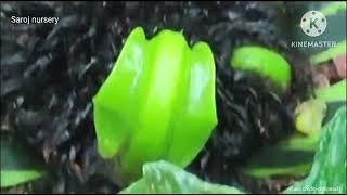 A beautiful Birds Nest Fern in my Garden viralvideos viralyoutubevideos viral [upl. by Eyak]