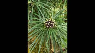 Green Aralia Araliaceae Osmoxylon Lineare [upl. by Robaina]