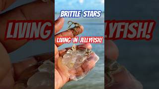 Brittle Stars Living in Jellyfish A Surprising Underwater Duo shorts jellyfish fishing [upl. by Welton]